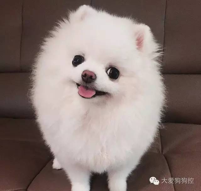 博美犬以小巧可愛著稱,常見的造型就是長髮和短髮的區別啦(就是這麼滴