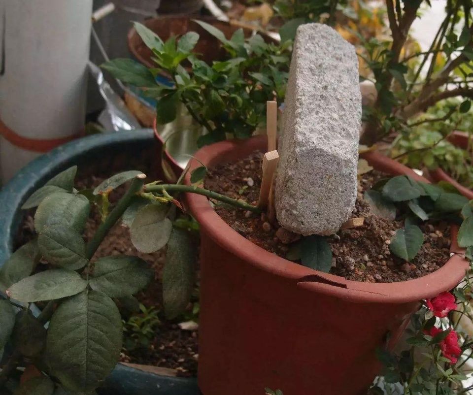 常见的几种压条繁殖技巧,植物移栽每一株都能变成盆栽