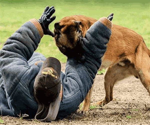 为什么人被狗追的时候, 只要人一蹲下狗就会被吓跑?