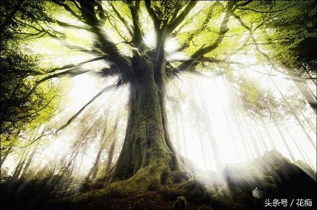 发光树,自己能发光亮的树,未来或可代替路灯照明!