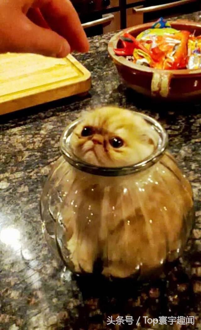 7张照片证明:"好奇害死猫"