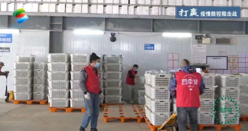 四季绿农业蔬菜送一线 心系疫情稳定市场(图5) 四季绿农业蔬菜送一线 心系疫情稳定市场(图5)