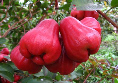 女人最爱此水果,助睡眠、排毒素,常吃头不晕了