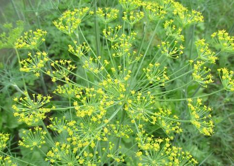 未来种植什么药材前景好?这8种极具市场价值