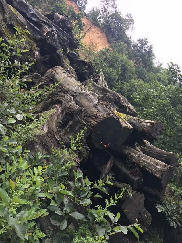 缅甸的有一种叫黄金樟的木头,缅甸政府将其归纳为国宝之一,这木头在