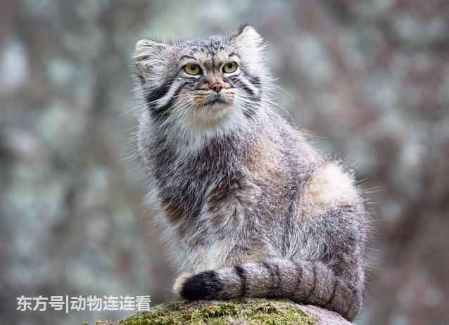 世界上最罕见的5种猫 极少有人能认全它们 世界上最罕见的5种猫 极少有人能认全它们