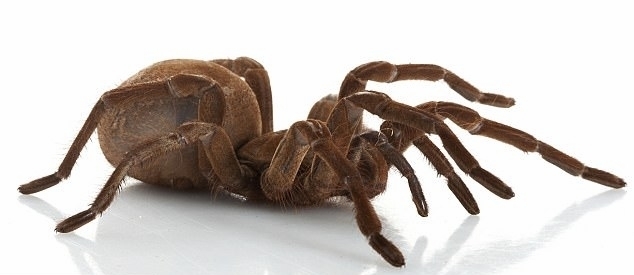 盘点了一些世界上最大、最重、最长和最强壮的昆虫，令人望而生畏，其中大多数是来自亚洲、北美洲和澳大利亚的巨型甲虫、蜘蛛、蝴蝶、飞蛾等，比如比老鼠重、可以用两个爪子掰断一根铅笔、可以当宠物养的甲壳虫。虽然它们外表有些吓人，但大多数都不会主动攻击人类。