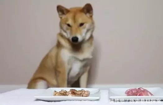 狗狗更喜欢吃生肉还是熟肉呢?实验结果让人哭
