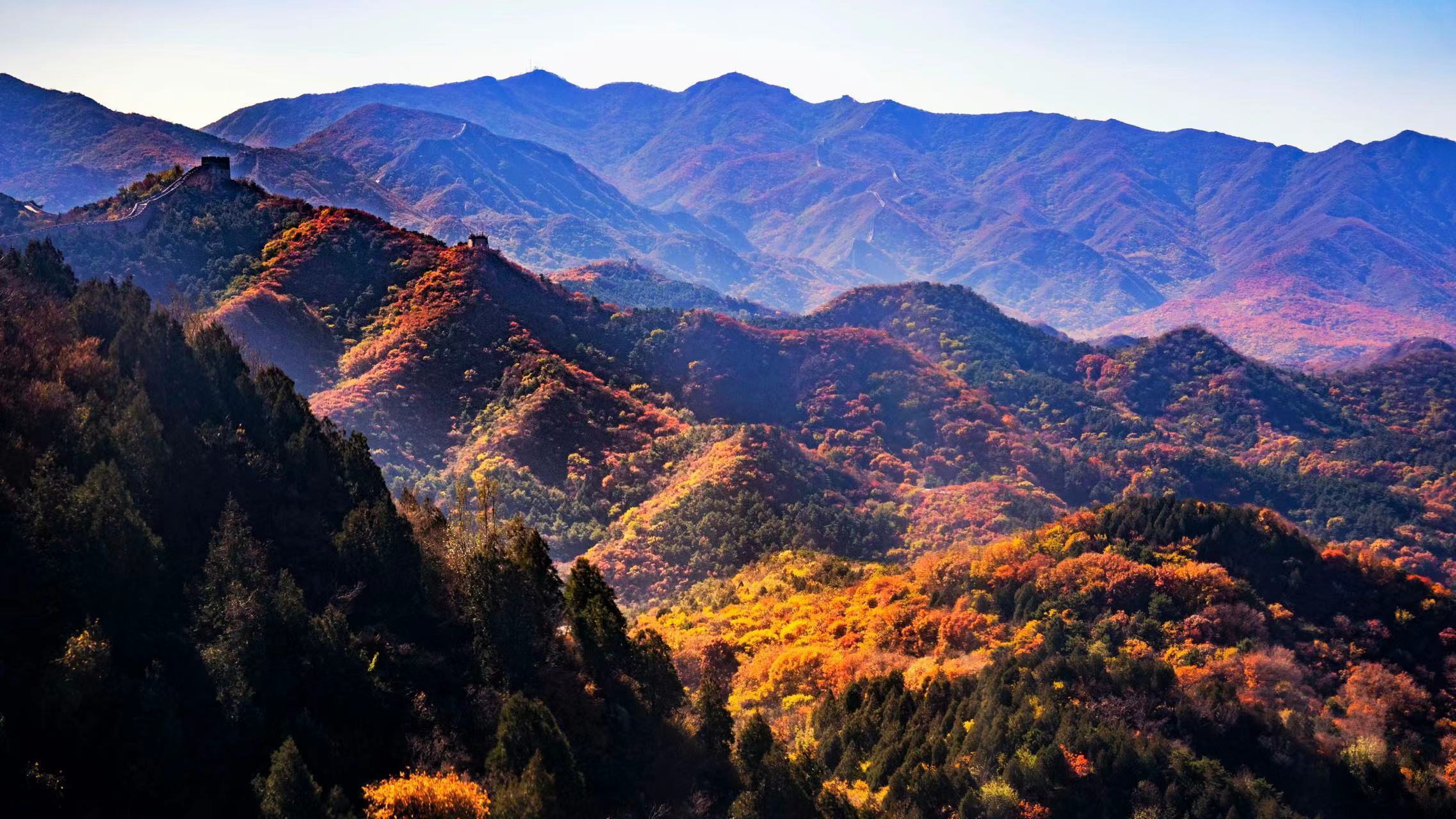 红叶漫山 !八达岭长城红叶进入最佳观赏期 红叶漫山 !八达岭长城红叶进入最佳观赏期