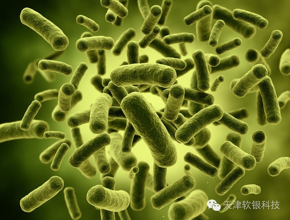 光合细菌为什么可以净化水质 光合细菌为什么可以净化水质