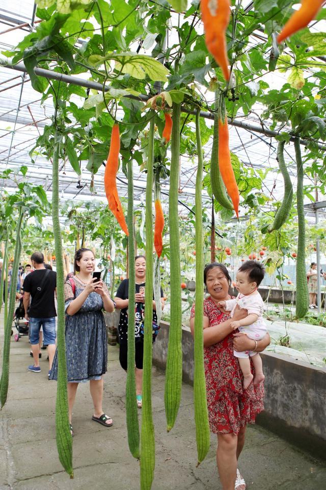 观光农业园游客洗眼球 重庆永川奇瓜异果等你摘!