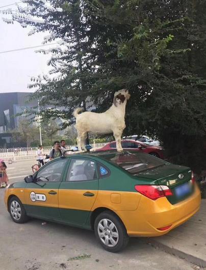 山羊爬上出租车觅食 车顶被踩凹