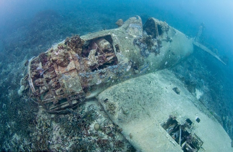水下二战遗迹:战机成生物乐园