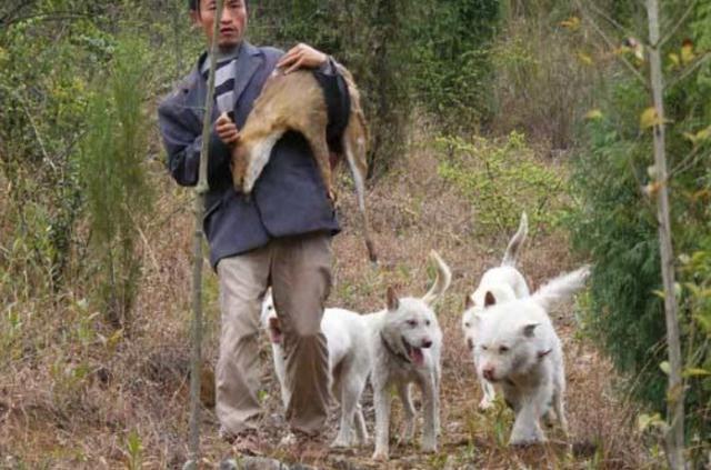 家有中国小土狗:十大品种几乎灭绝，这才是咱老百姓的好狗!