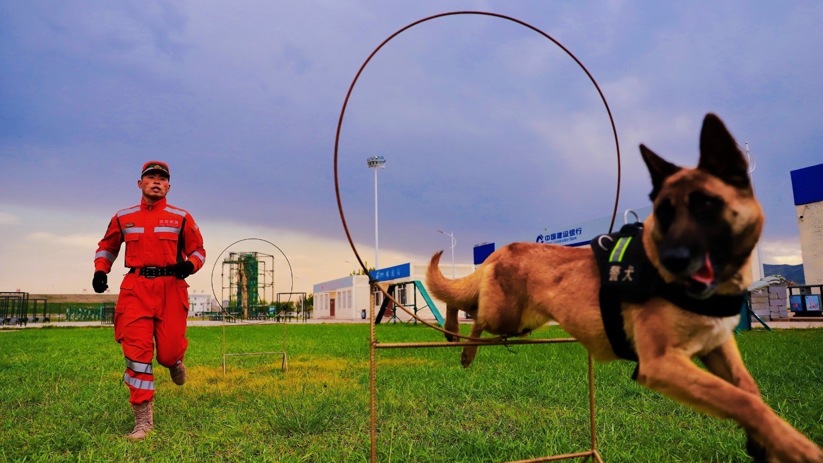 又飒又勇!直击警犬训练精彩瞬间! 又飒又勇!直击警犬训练精彩瞬间!