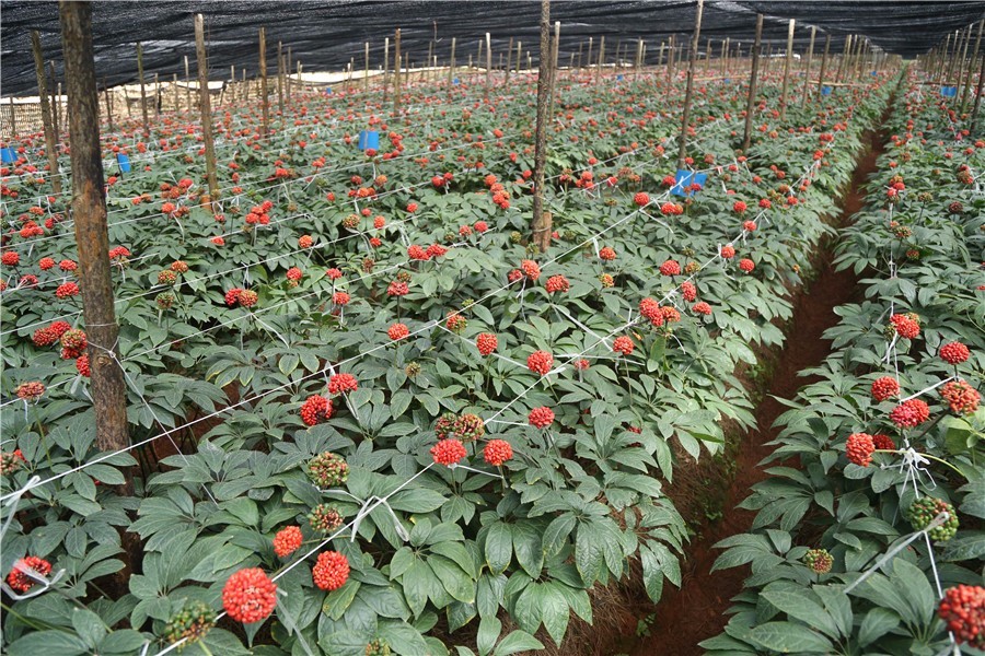 三七植物图片、三七种植与三七总皂苷!