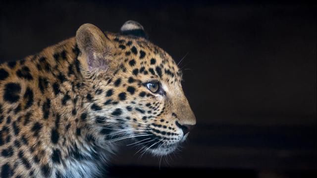 索尼G头有何不同-FE70-200与FE70-300