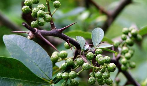 早上空腹一碗花椒水,内服不出一周,身体将出