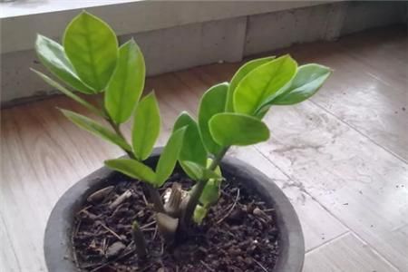 金钱树 绣球花 月季的简单扦插法!