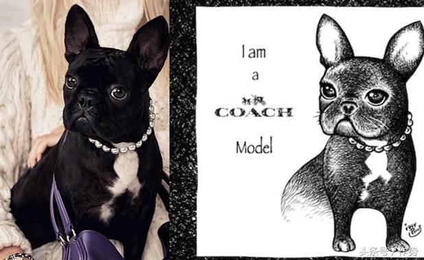 一部《妖猫传》,炸出了一大波娱乐圈的猫奴和