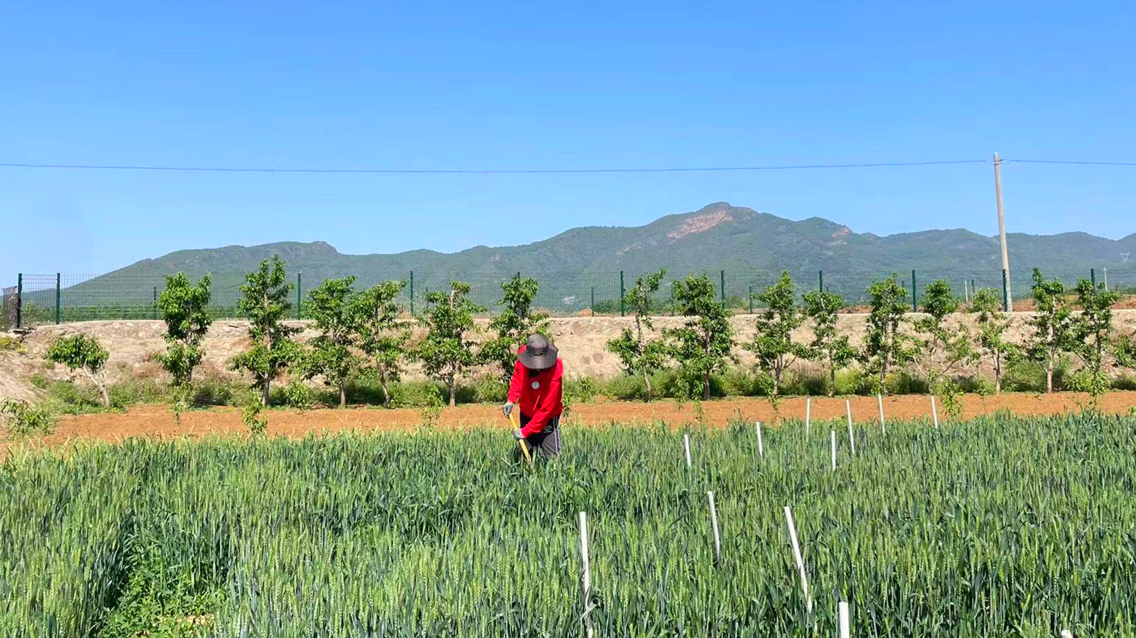科技助农 平谷科技小院成村民种田的“智囊团” 科技助农 平谷科技小院成村民种田的“智囊团”