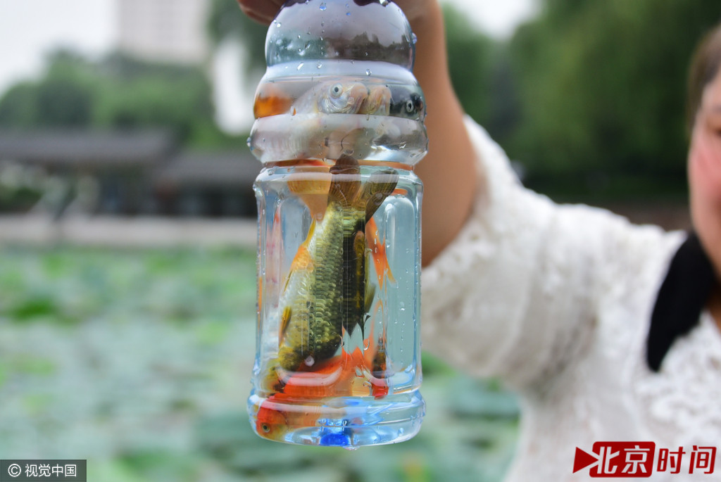 郑州一公园观赏鱼遭游人捕捞 孩子用塑料瓶抓鱼