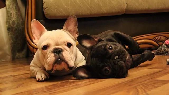 安庆街头最常见的六种宠物狗,你家养过吗