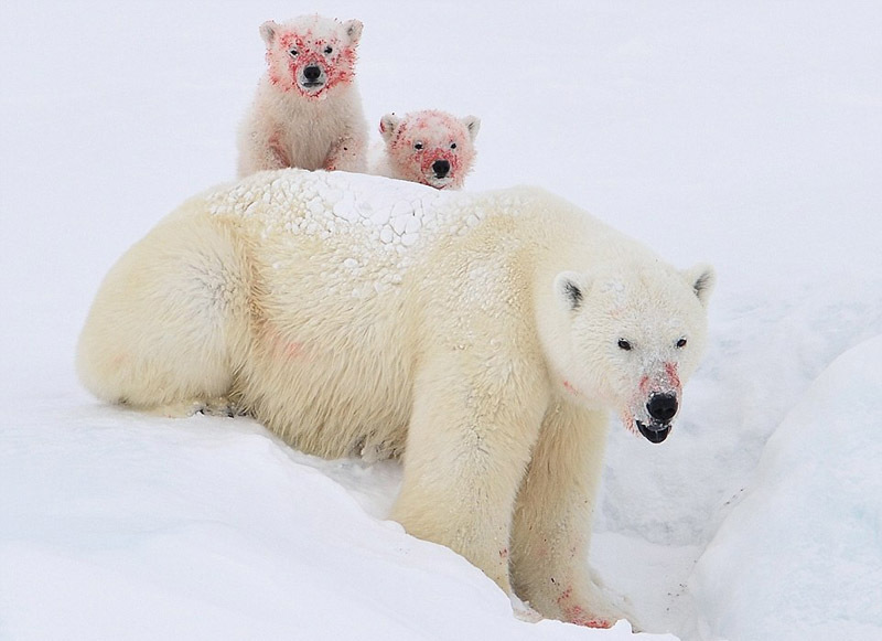 北极熊母子啃食海豹尸体 满脸染鲜血