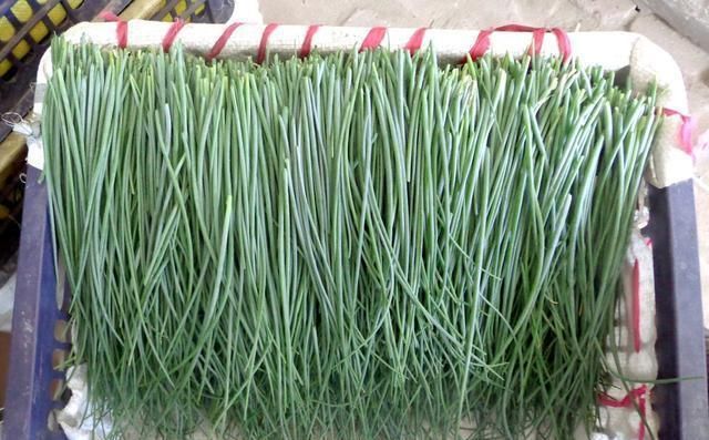 农民种一亩地的这种葱 相当于二十亩地的玉米