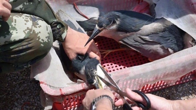 太残忍!为方便运输 贩卖者竟戳瞎夜鹭眼睛-北京时间