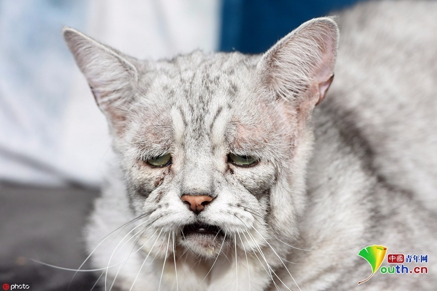 埃勒斯-当洛综合征又称弹力过度性皮肤、Ehlers-Danlos综合征、全身弹力纤维发育异常症，是一种有遗传倾向、影响结缔组织的疾病，与胶原代谢缺陷相关。患部皮肤弹力过度伸展，触摸柔软，犹如天鹅绒感。