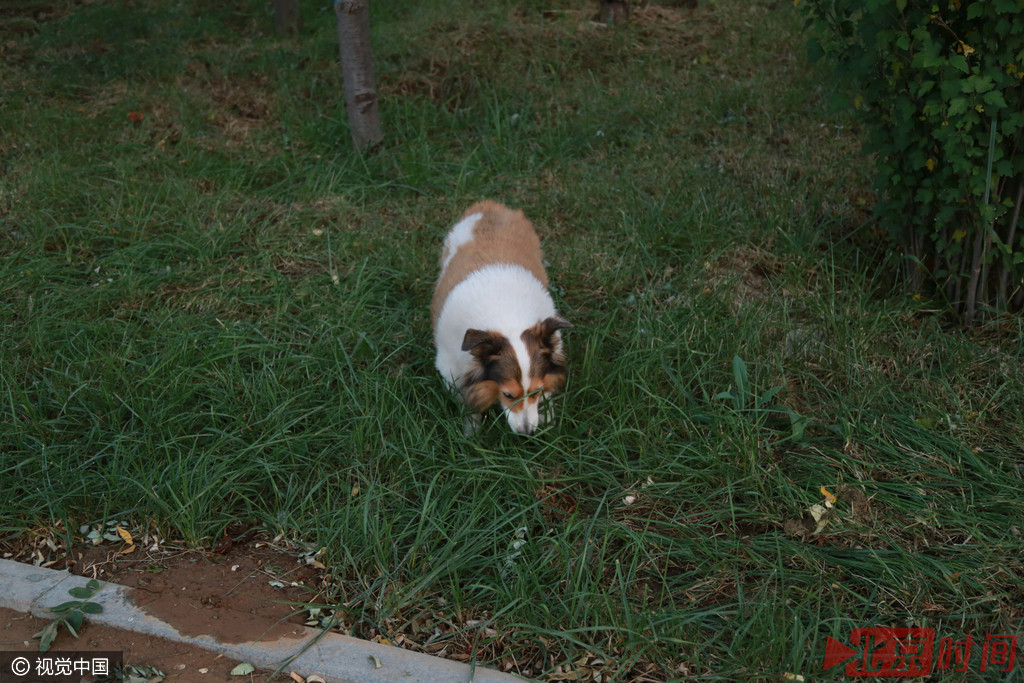 七旬老人推童车遛狗 因狗年龄大了