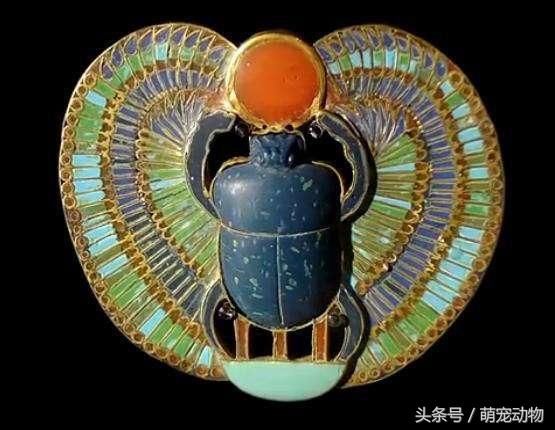 农场粪便异常堆高,屎壳郎不推粪球了?屎壳郎: