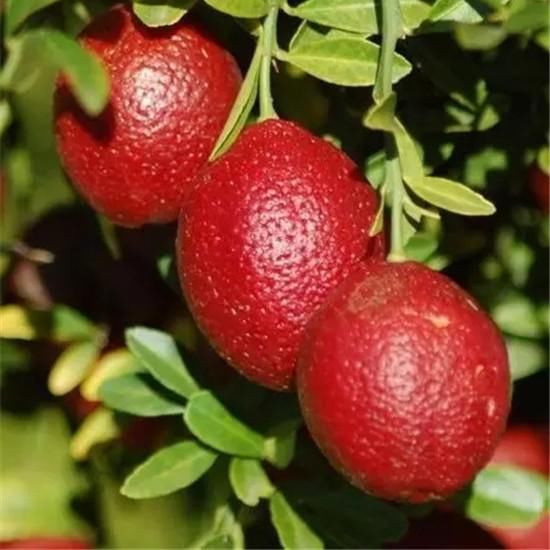 水果也变重口味了,榴莲打开变柚子,萝卜切开变洋葱