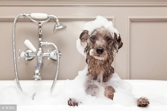 终于找到螨虫的天敌了!家政阿姨支招,轻松将