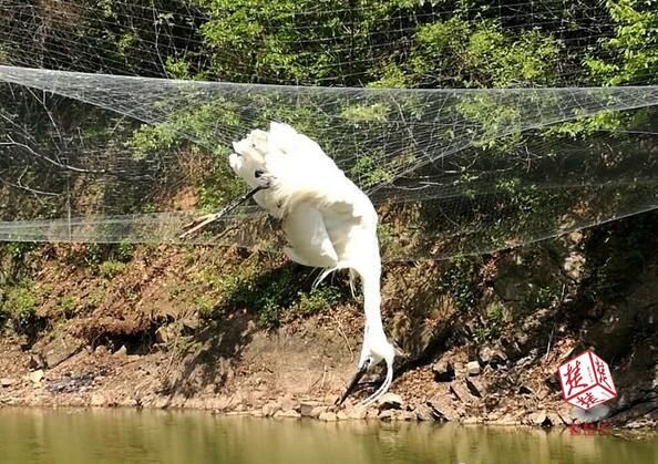 200米捕鸟网困死猫头鹰,举报半月后天罗地网