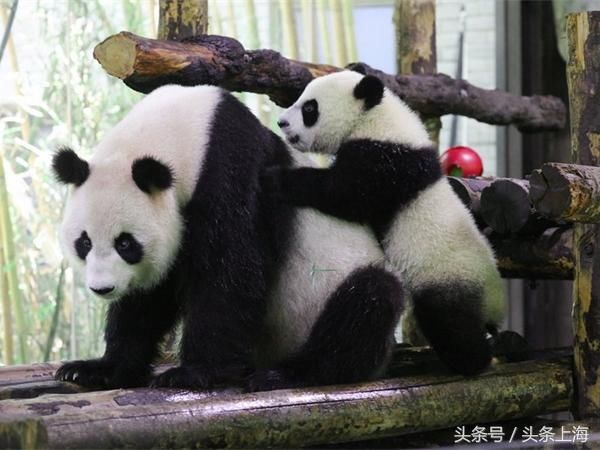 给河马刷牙?浣熊浑水摸鱼?动物度夏还有这操