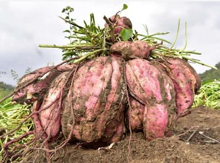 盘点农村成精的那些植物,你们知道的有哪些?-