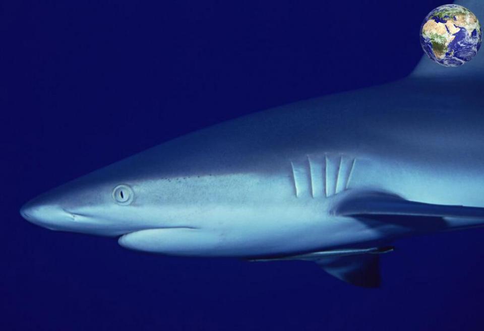 印度恒河里面有一种淡水鲨鱼,臭名昭著每年都有吃人事件