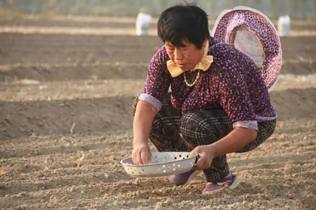 种蒜赔了,种麦子也没赚钱,养猪的转行了,农村种