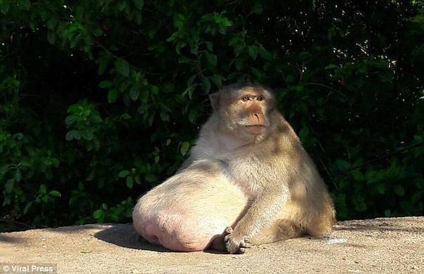 泰国猴子胖成猪 疑因游客投食过度