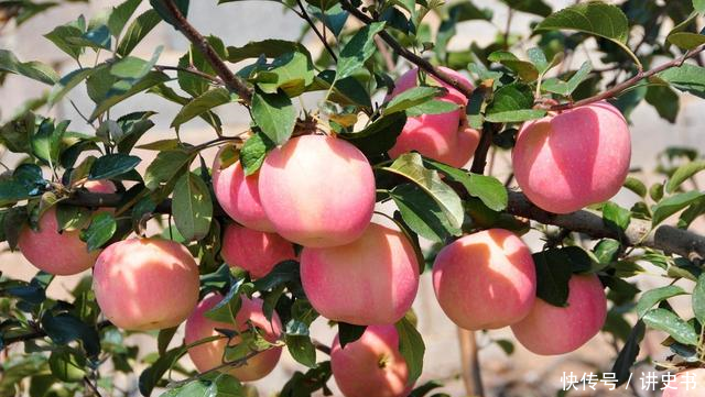 2018年苹果批发价格多少钱一斤?最新苹果产区