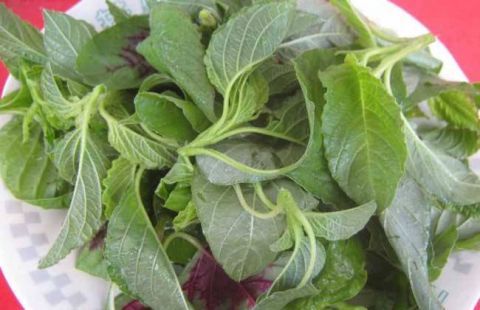 这种野菜被称为"长寿菜",菜市场卖三块钱一斤,告诉家人要多吃