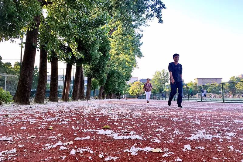 又到杨柳絮纷飞时!合肥杨树将全部伐除?为何种