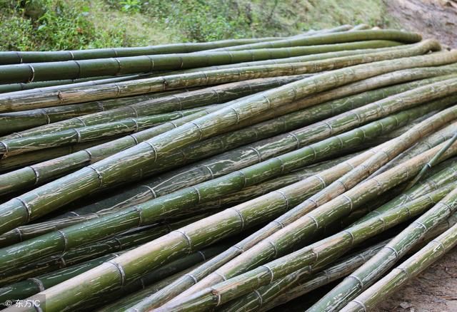 这种竹子长的快,产量大,用途多,一亩至少收二万