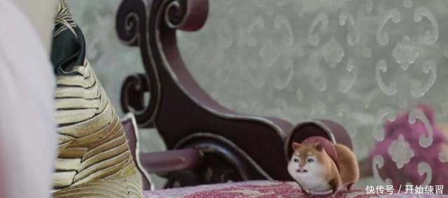 扶摇主人大婚,连元宝都乐的穿起了红衣服,打扮