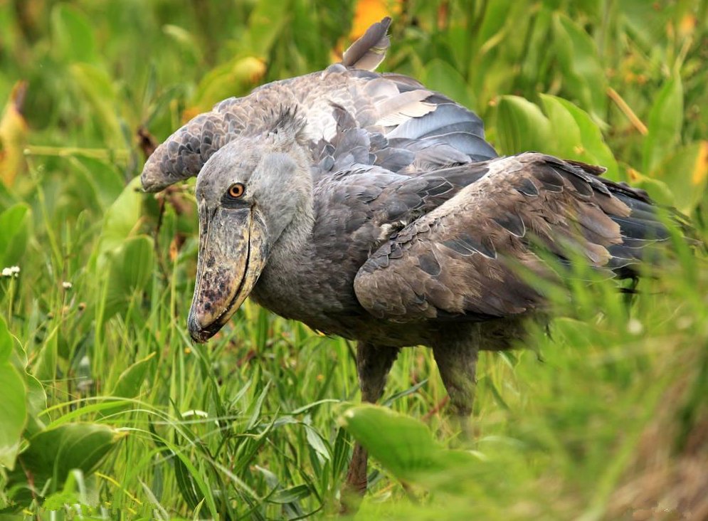 动物界最"傻"的鸟,由于太傻成世界保护动物