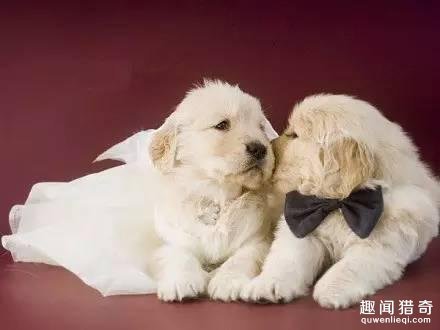 甜甜蜜蜜的一对