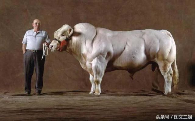 牛界第一健美冠军,浑身都是腱子肉,成欧洲顶级