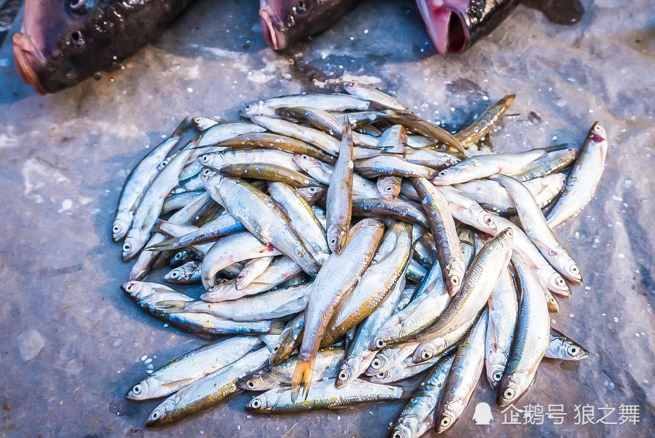 老人大集上卖河里捞的这些野味,你认识几种?稀